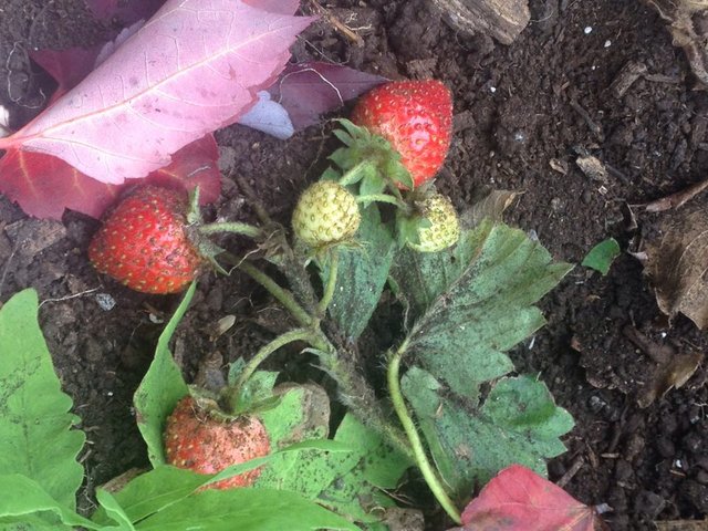 sept 27 strawberries.jpg