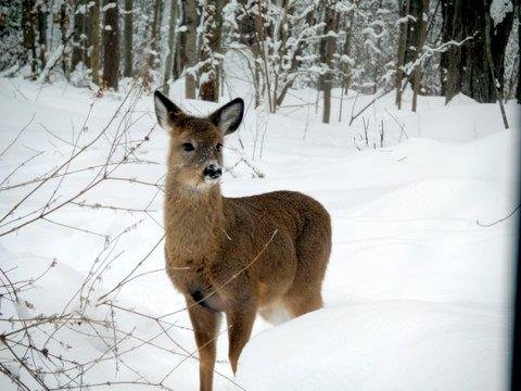 deersnow.jpg