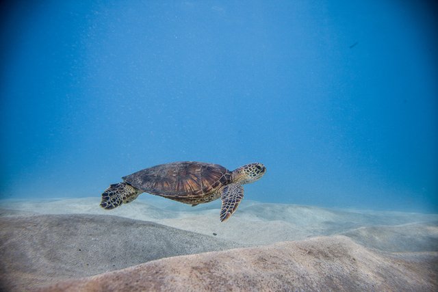 Swimming-with-a-Hawaiian-Sea-Turtle-5.jpg