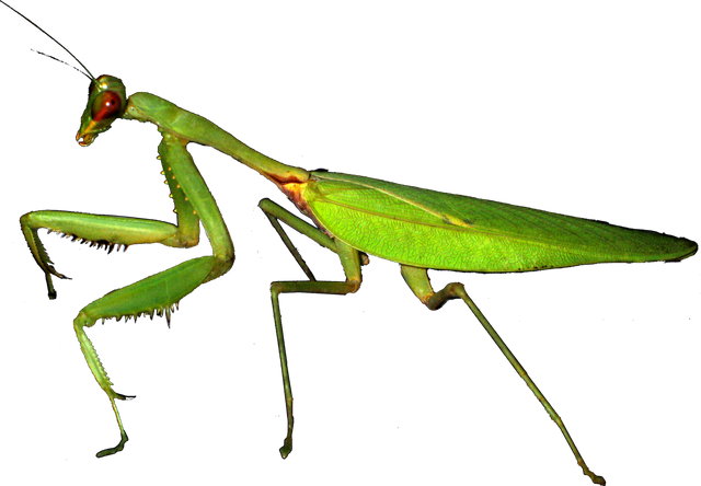 1200px-European-mantis-Mante-religieuse.png