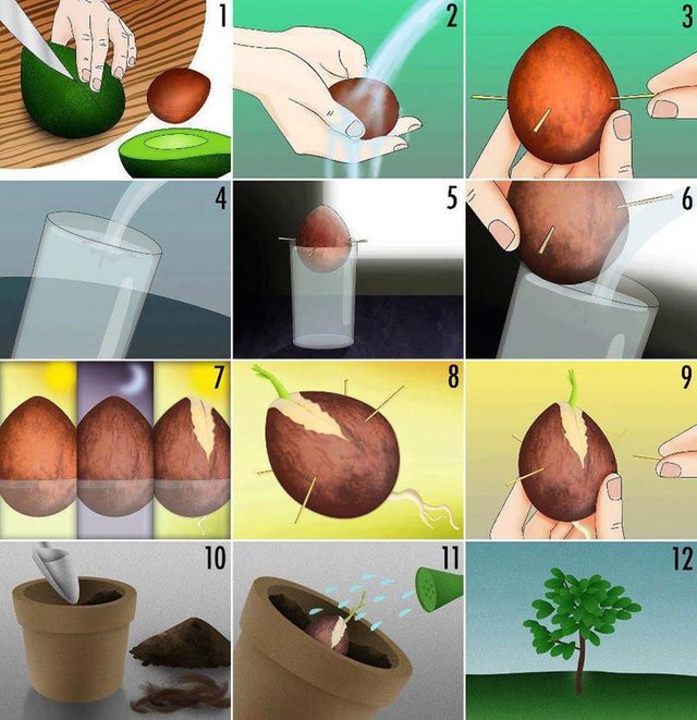 How-to-Grow-an-Avocado-Tree-from-the-Pit-thumb.jpg
