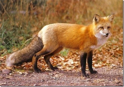 fox.jpg