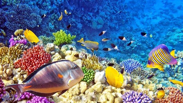 tempat-wisata-diving-indonesia-raja-ampat-papua.jpg