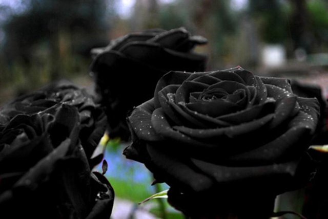 black-rose-3.jpg