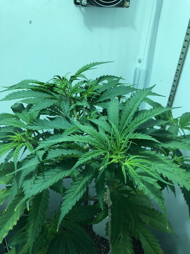 controling the  blue dream week 3 veg .JPG