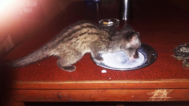 Pet mongoose drinking milk