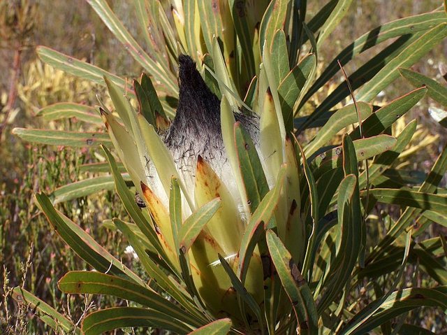 fernkloof-nature-reserve-18.jpg