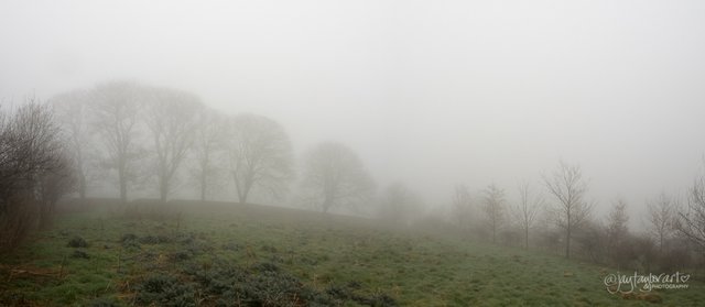 mist-trees.jpg