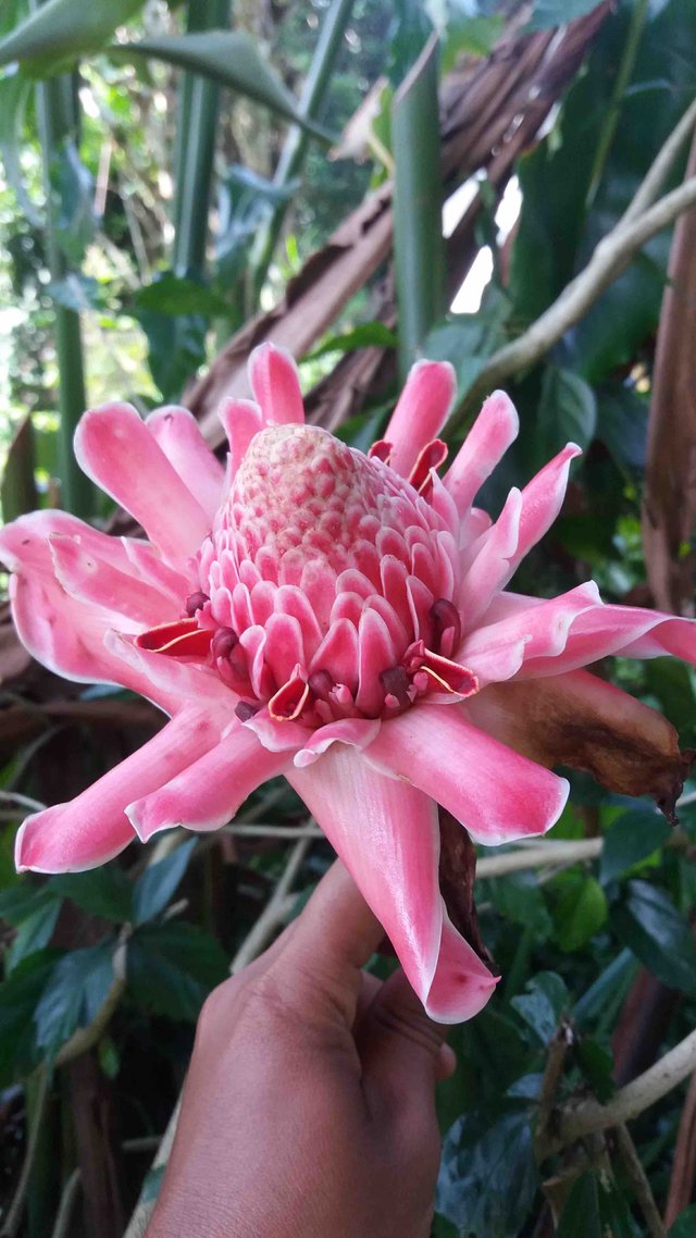 pink torch ginger blossom 2.jpg