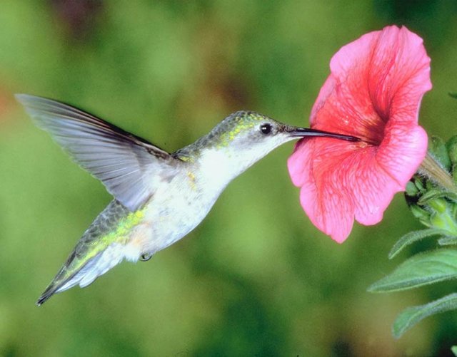 hummingbird_big.jpg