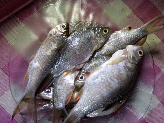 Kami Menyebutnya Ikan Landok We Mention Fish Landok Billingual Steemit Kami Menyebutnya Ikan Landok We Mention Fish Landok Billingual Steemit