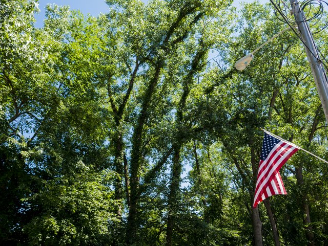 Flag_and_Trees__3__P1080684.jpg