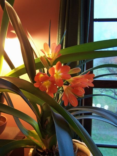 Clivia in office2 crop April 2018.jpg