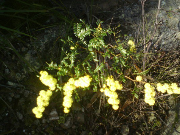 wattle.jpg