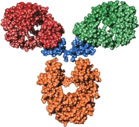 Antibody Drug Conjugate.jpg