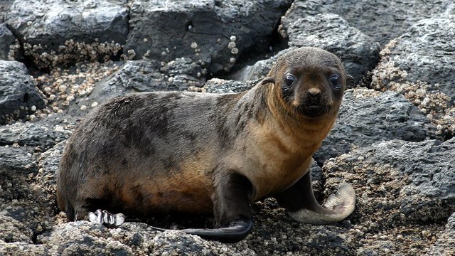 Australian Fur Seal Bull Rock Stanley Tas n4.jpg