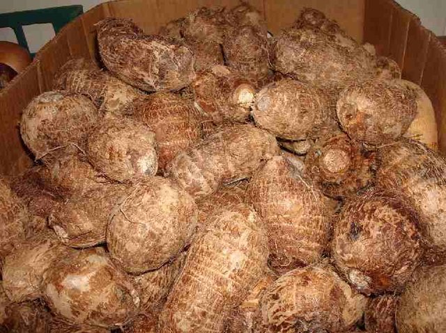 cocoyam.jpg