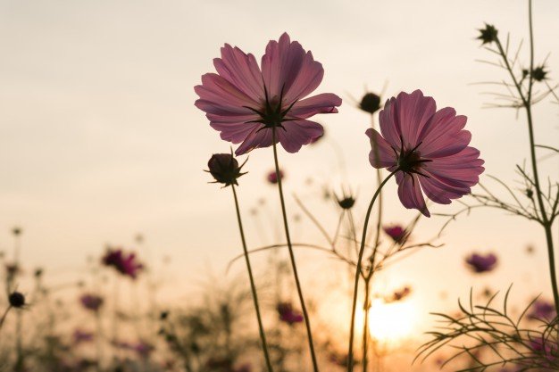 silhouette-pink-cosmos-flowers-in-garden_1357-51.jpg