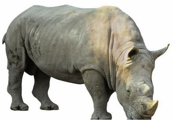 Badak-Bercula-Satu-ujung-kulon-Rhinoceras-Sundaicus.jpg