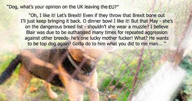 dogbrexit.jpg