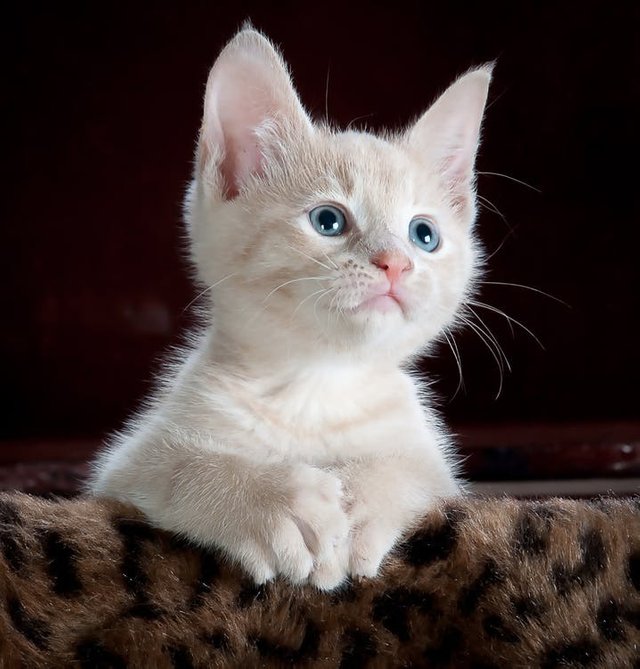 kitty-cat-kitten-pet-45201.jpeg