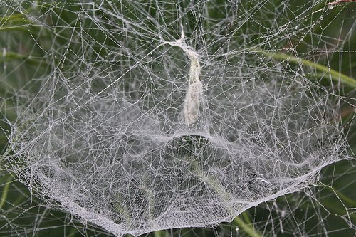 Tangled in a Web: Learn About Spiders