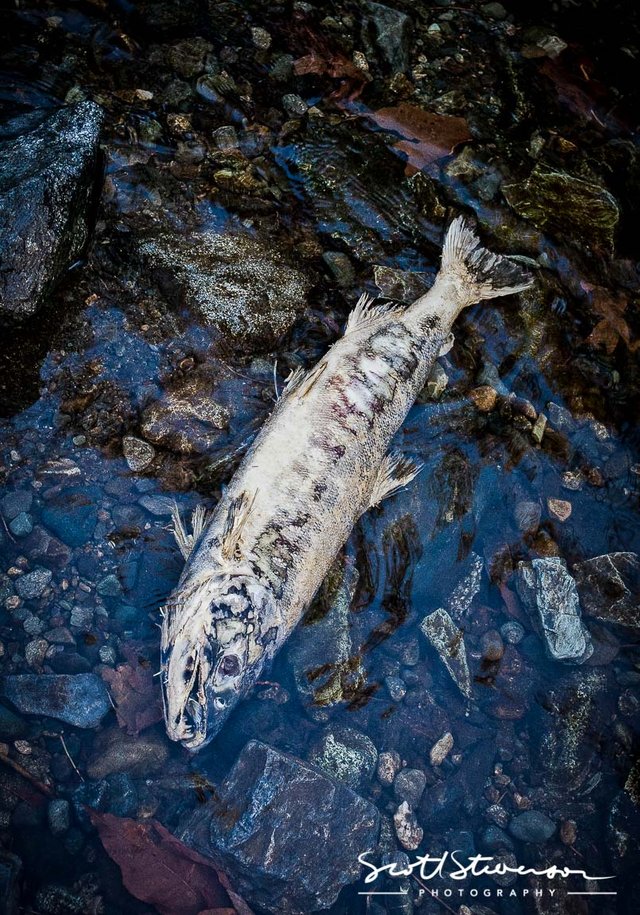 Chum Salmon-2.jpg