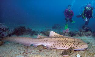 SHARK POINT (HIN MU SANG).png