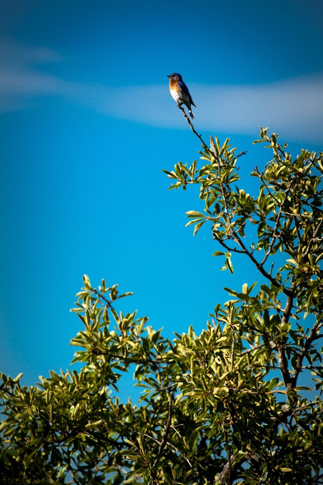 IMG_0020.JPG