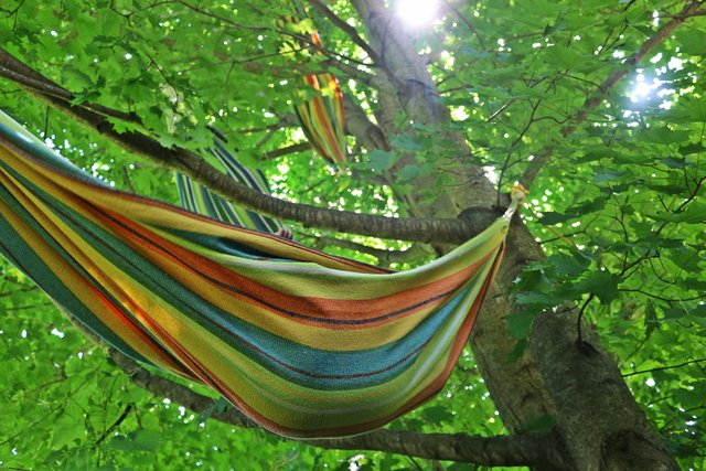 hammock tree.jpg