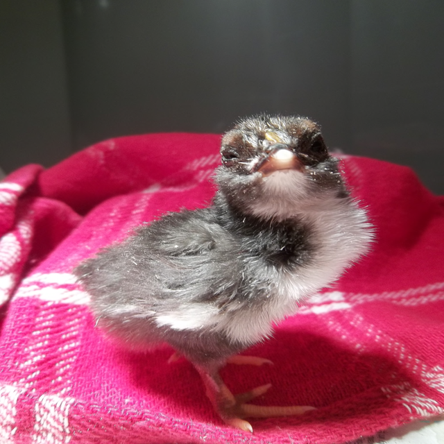 Picturefromcamera 208 fluffy chick.png