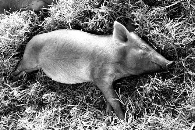 piglet-2661353_640.jpg