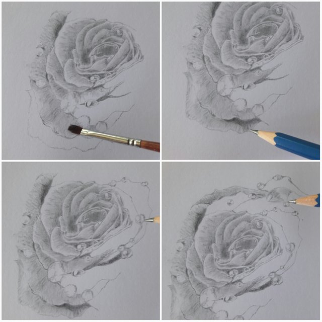 water drop on rose drawing