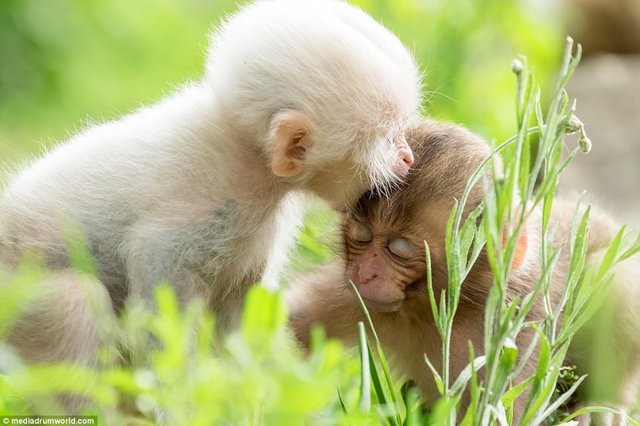 Pure White Monkey has been spotted taking a very hefty bite of It is siblings head at Jigokudani Monkey Park from Tokyo, Japan.jpg