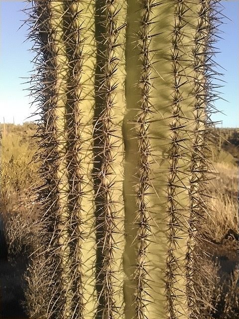 cactus 7-a.jpg