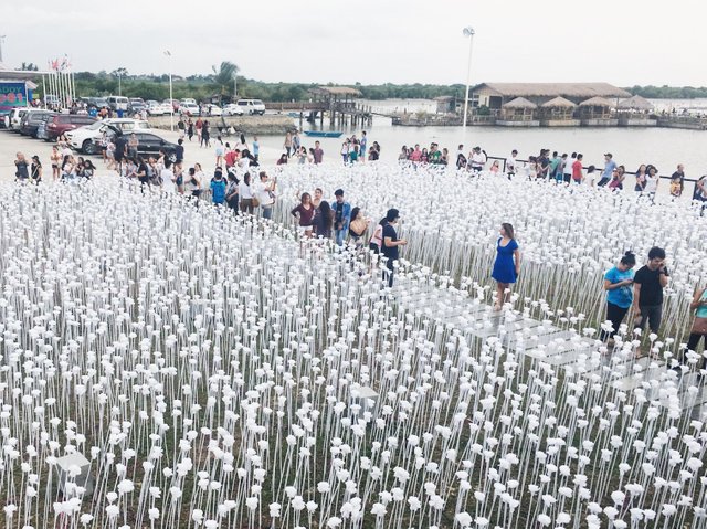 10000-roses-cebu-10.jpg