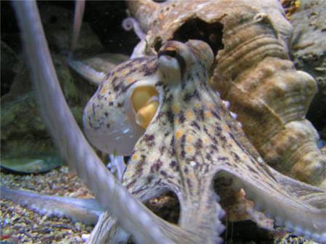 otto-octopus-.jpg