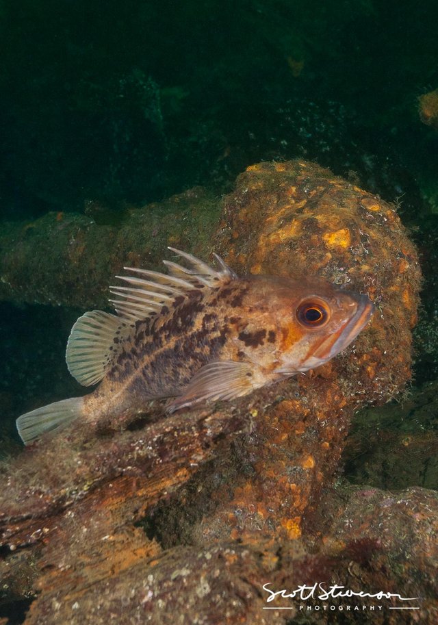 Brown Rockfish-8.jpg