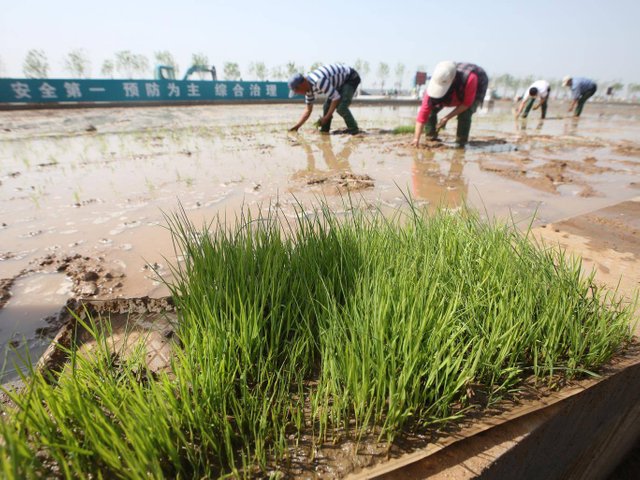 china-rice-salt-water.jpg