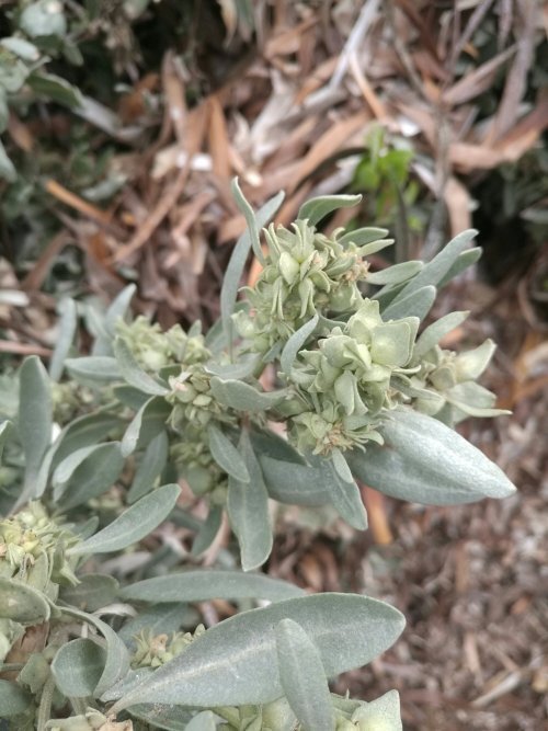 coastal saltbush female.jpg