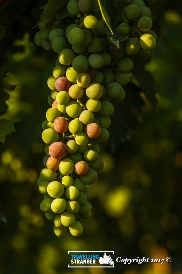 Bunch of Grapes-1.jpg