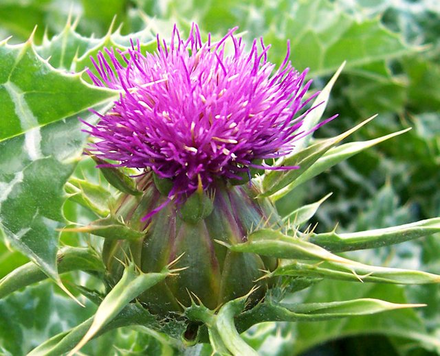 Milk_thistle_flower.jpg