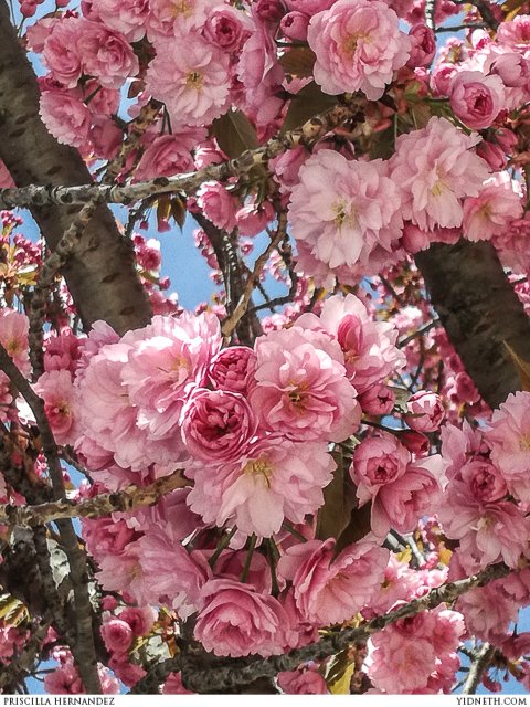 Cherry tree blossom - by Priscilla Hernandez (yidneth.com).jpg