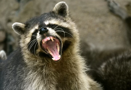 raccoon.PNG