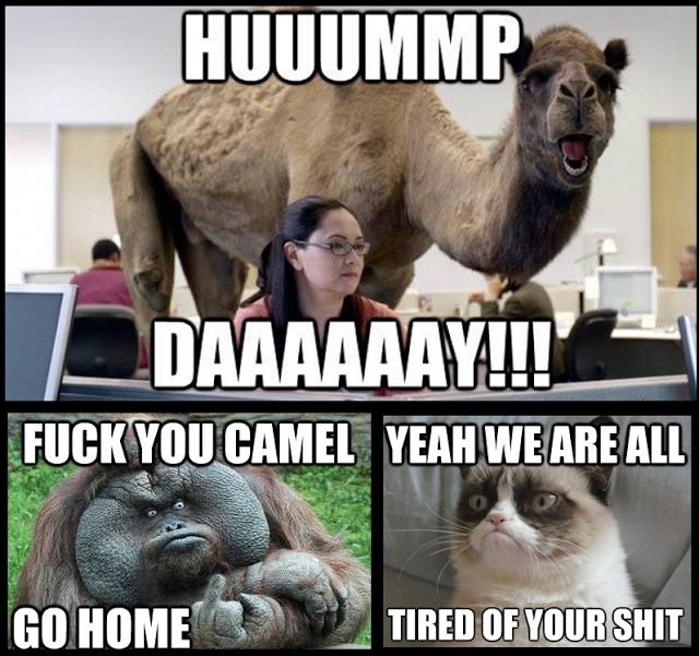 Hump Day.jpg