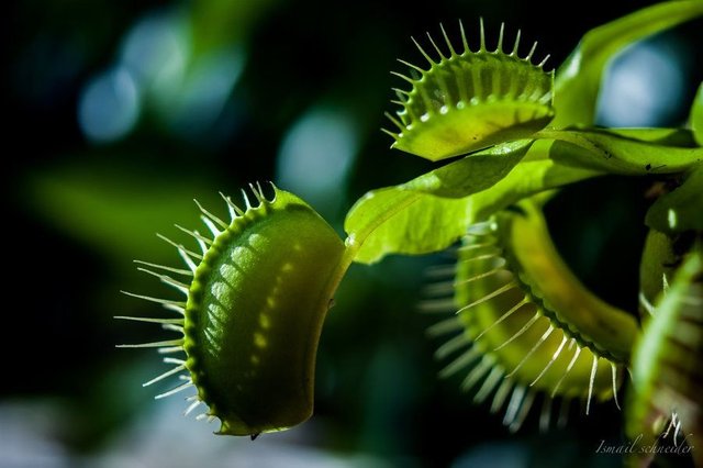 venus_flytrap_by_isischneider-d9tgn57.jpg