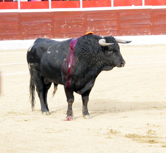 toros en corrida.jpg