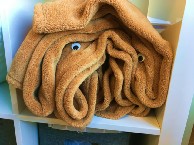 Googly Mastiff Blanket Wrinkles