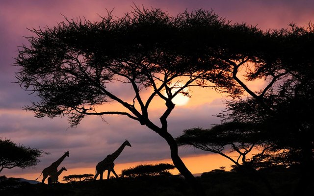 serengeti-national-park-tanzania-WRLDSNST1122.jpg