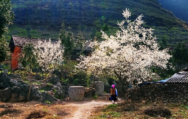 Suoi Ho – Ma Tra – Ta Phin Village trekking (12km trekking, 3-4 hour trekking).jpg